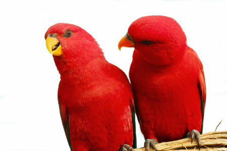 Two red parrots sitting together on a branchの写真素材