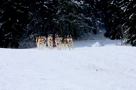 Group of sled dogs running through lonely winter landscape