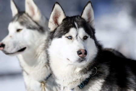 Portrait of siberian husky sled dog at snowy winter