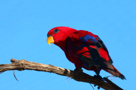 Portrait of a red parrot sitting on a branchの写真素材