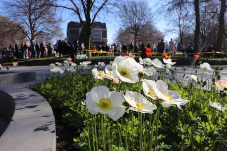 March for Life in Christchurch, NZのeditorial素材