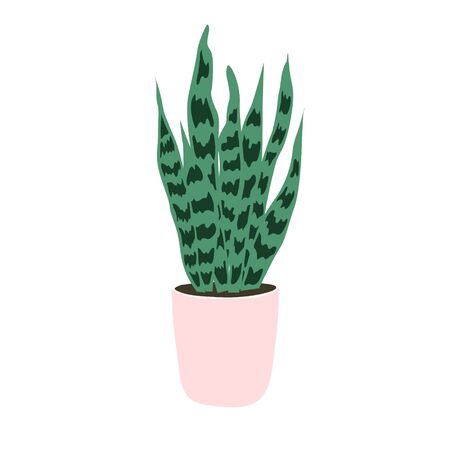 House plants isolated on white background. Sansivieria. Potted plants. Stock vector illustration in flat style. Home decoration. Growing plants.のイラスト素材