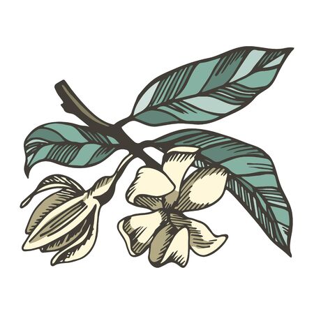 Ylang ylang branche and flowers isolated on white background. Hand drawn botanical illustration with brown contour lines in vector. Floral elements for textile and wallpaper.のイラスト素材