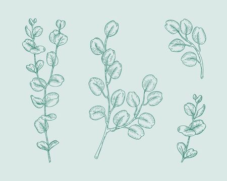 Set of eucalyptus branches on green background. Hand drawn botanical illustration with contour lines in vector. Monochrome floral elements fot textile and wallpaper.のイラスト素材