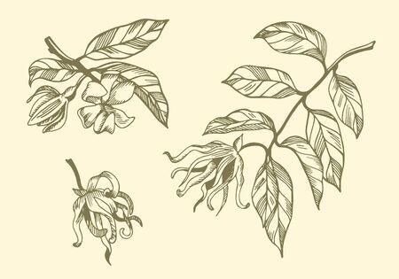 Set of ylang ylang branches and flowers on yellow background. Hand drawn botanical illustration with brown contour lines in vector. Monochrome floral elements for textile and wallpaper.のイラスト素材