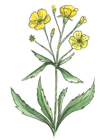 Watercolor meadow flowers. Buttercup. Isolated on white background. Hand drawn illustrationの写真素材