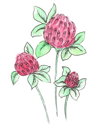 Watercolor meadow flowers. Clover. Isolated on white background. Hand drawn illustrationの写真素材