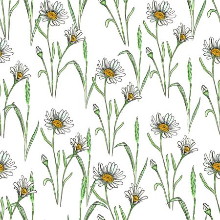 Watercolor meadow flowers. Seamless pattern of chamomile on a white backgroundの写真素材