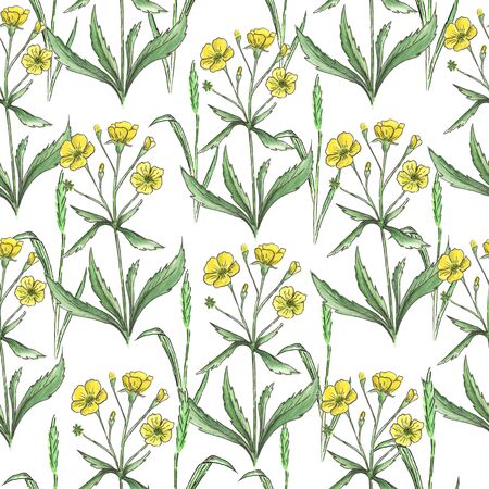 Watercolor meadow flowers. Seamless pattern of buttercus on a white backgroundの写真素材