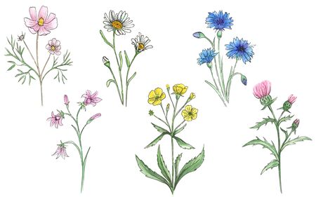 Watercolor set of meadow flowers.の写真素材