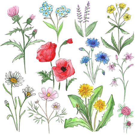 Watercolor set of meadow flowers.の写真素材