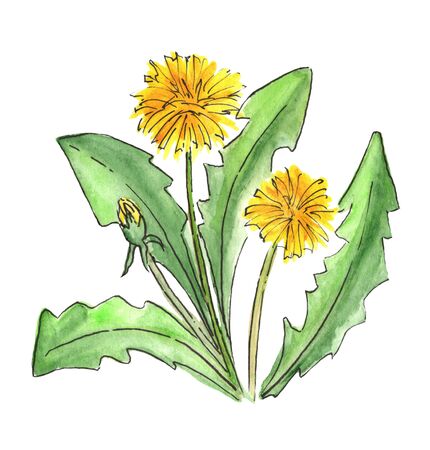 Watercolor meadow flowers. Dandelion. Isolated on white background.の写真素材