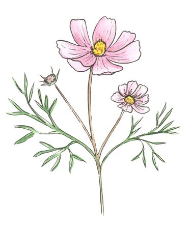 Watercolor meadow flowers. Cosmos. Isolated on white background.の写真素材