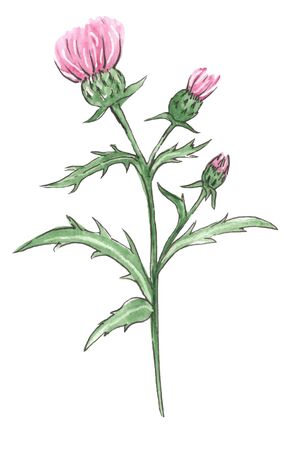 Watercolor meadow flowers. Thistle. Isolated on white background. Hand drawn illustrationの写真素材