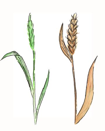 Watercolor meadow flowers. Ear of wheat. Isolated on white background. Hand drawn illustrationの写真素材