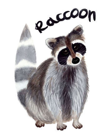 Raccoon, watercolorの写真素材