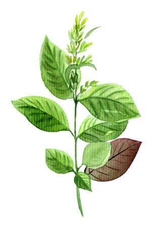 Botanical watercolor paintind, green branch hand drawn isolated on whiteの写真素材