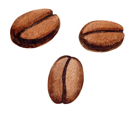 watercolor hand painted coffee beansの写真素材