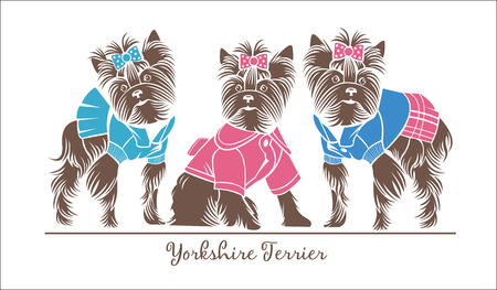 Dogs, three Yorkshire Terrier in the suits, vector logoのイラスト素材