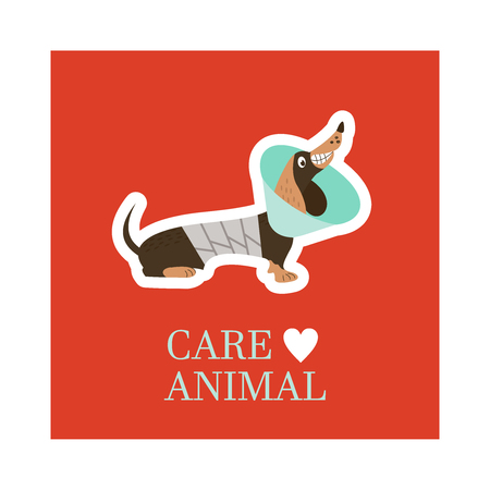 Veterinary care. Care of animals. Cute dog Dachshund with a bandage in a veterinary collar. The emblem of the clinic. Vector illustration of a sticker.のイラスト素材
