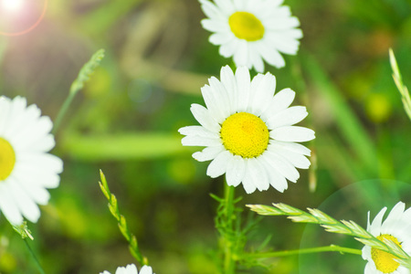 Daisies on the lawn. Summer, sun.の写真素材