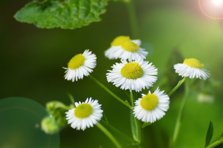 Daisies on the lawn. Summer, sun.の写真素材