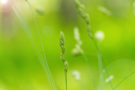 A stalk of grass. Texture, background.の写真素材