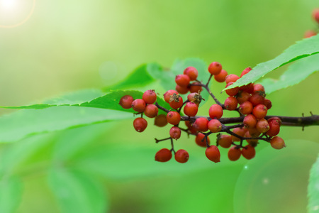 Wolfberryの写真素材