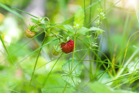 strawberryの写真素材