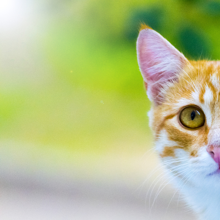 Sad ginger kitten. Portrait.の写真素材