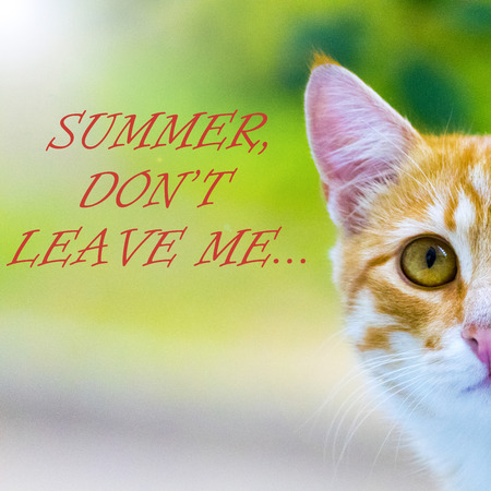 Sad ginger kitten. Portrait.の写真素材