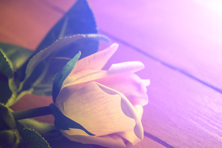 the rose on the table.の写真素材