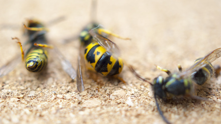 Dead wasps The concept of a tired workerの写真素材
