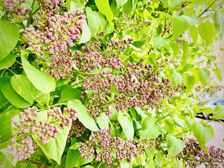 Plant bushes and flowers. A close-up. Mobile photoの写真素材