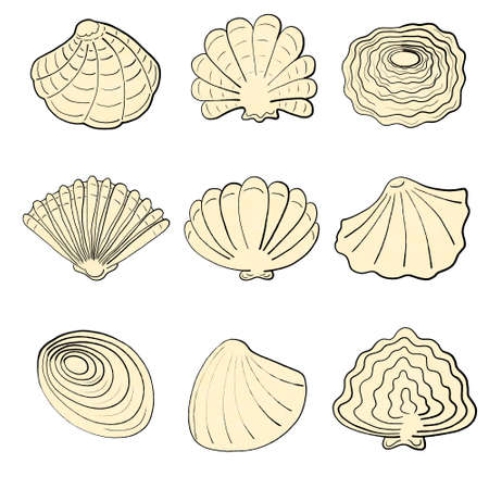 set of yellow ink seashellsの写真素材