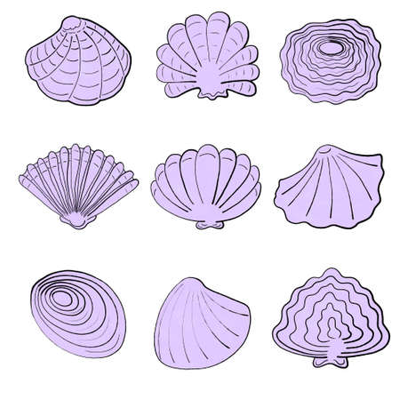 set of different violet shellsの写真素材