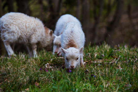 Sheep and rams are useful pets