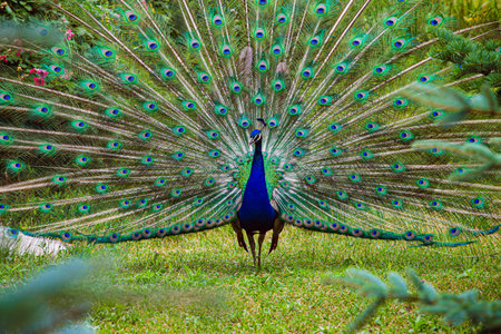 the peacock is an elegant creatureの写真素材