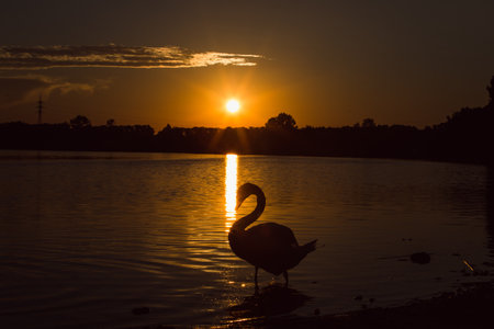 beautiful elegant swans at sunsetの写真素材