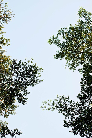 leaf at beautiful on the skyの写真素材