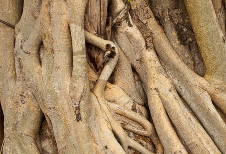 Root trees are beautiful elegant design