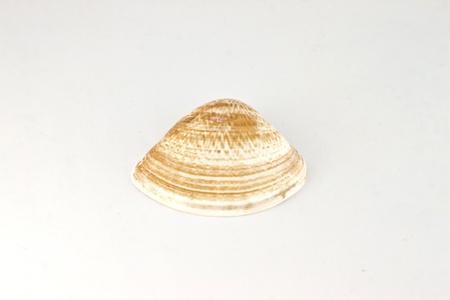Shell has a very beautiful coverの写真素材