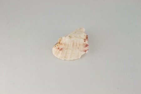 shell has a very beautiful coverの写真素材