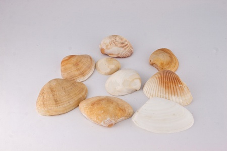 shell has a very beautiful cover