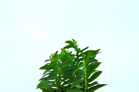 tree with white background and bright green leavesの写真素材