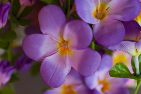 colorful flowers that are beautiful and variedの写真素材