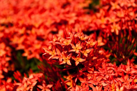 Flower color is very beautifulの写真素材