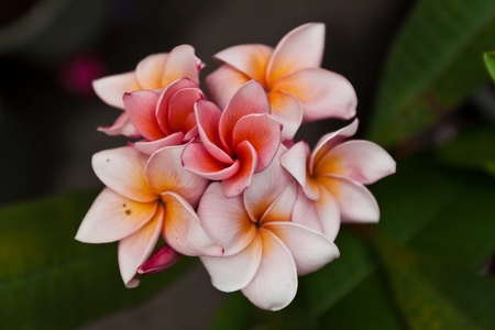 flower color is very beautifulの写真素材