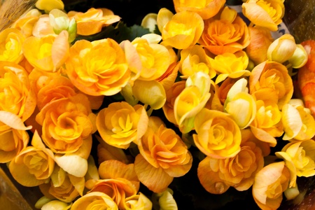 flower color is very beautifulの写真素材