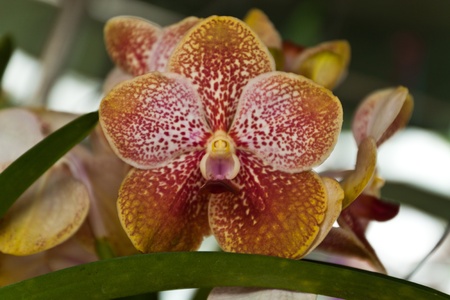 beautiful purple orchid of thailandの写真素材